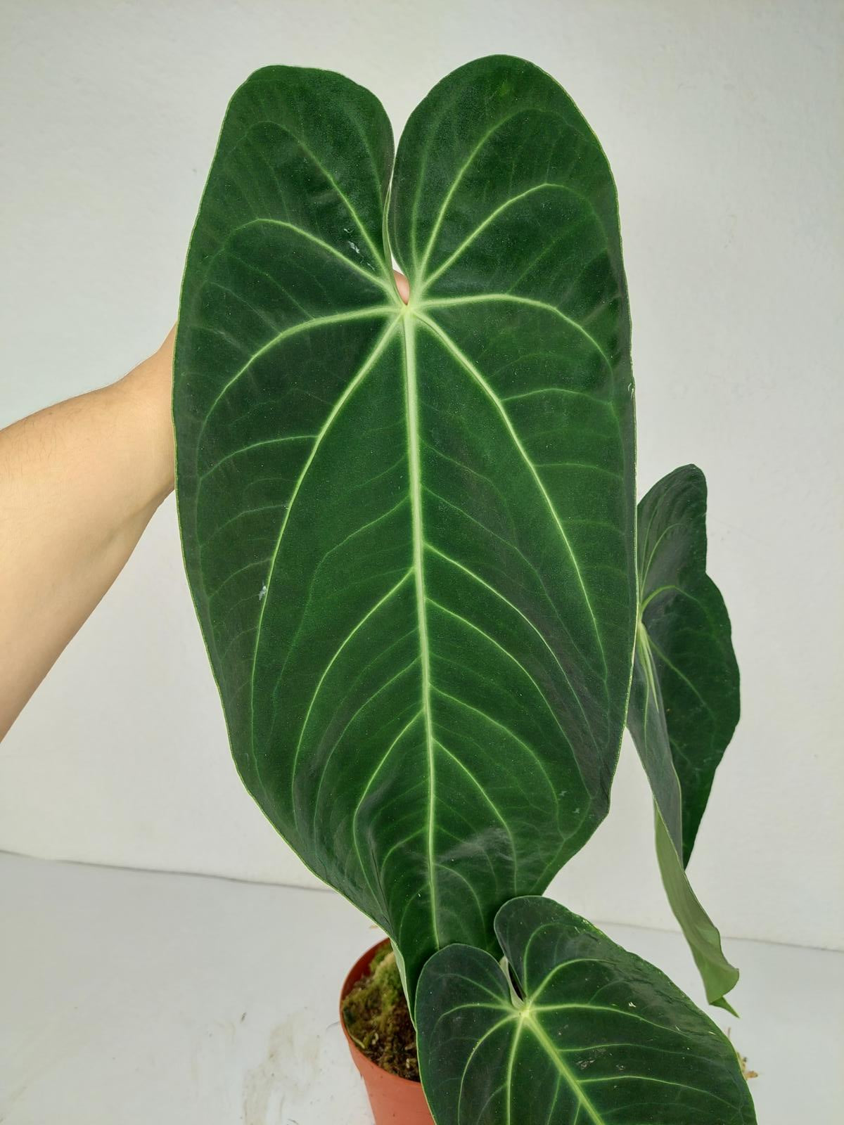 Anthurium Warocqueanum x Waterburyanum