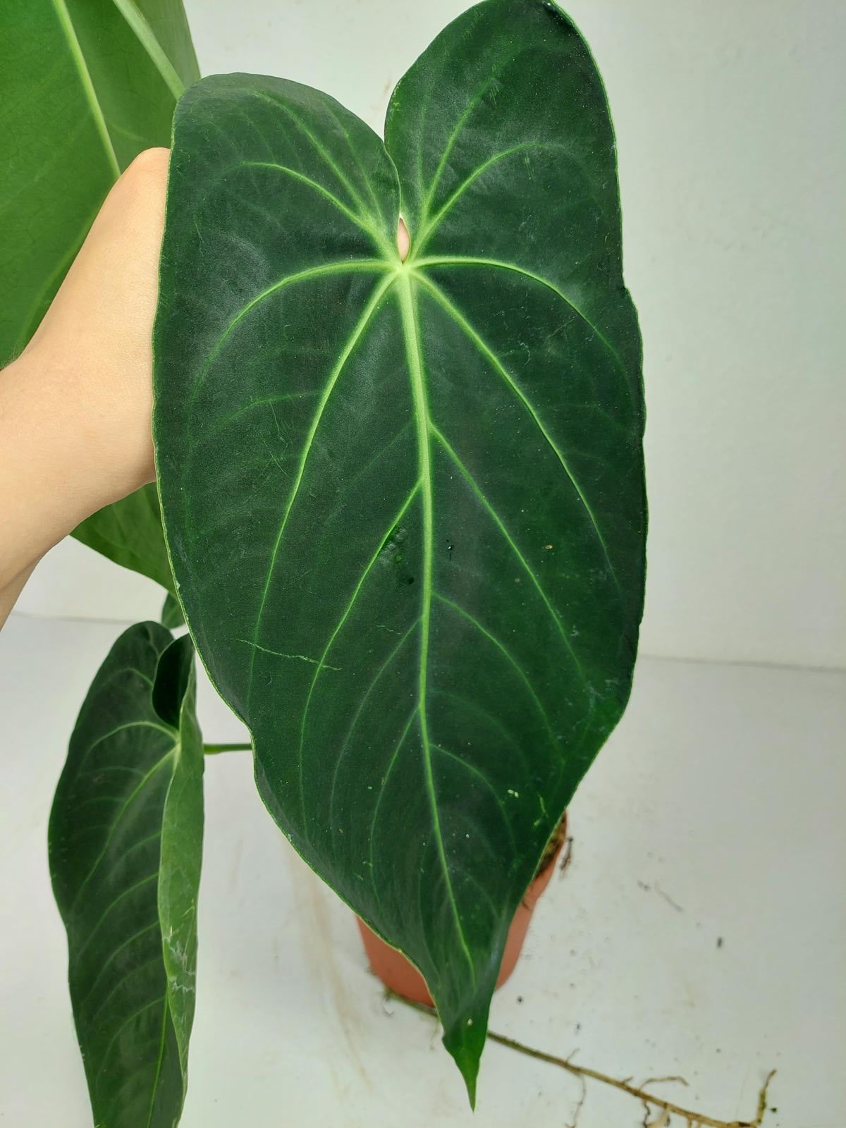 Anthurium Warocqueanum x Waterburyanum