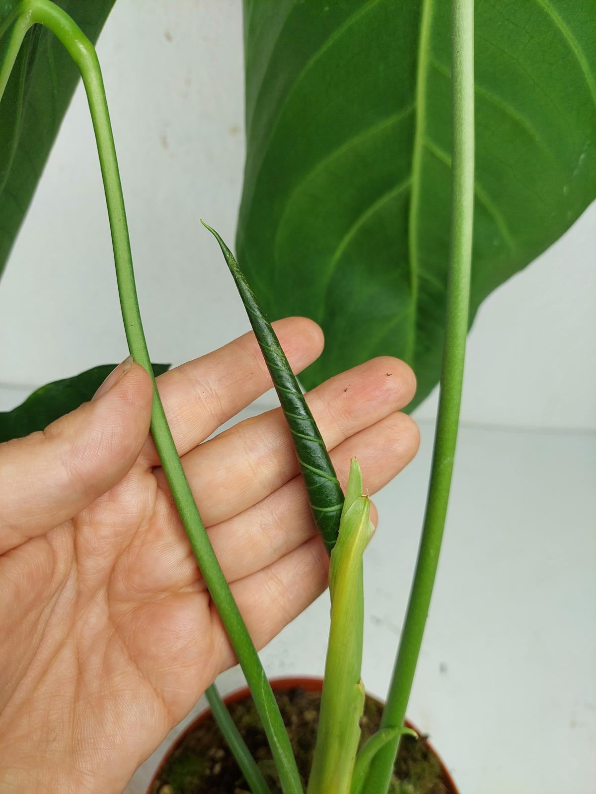 Anthurium Warocqueanum x Waterburyanum