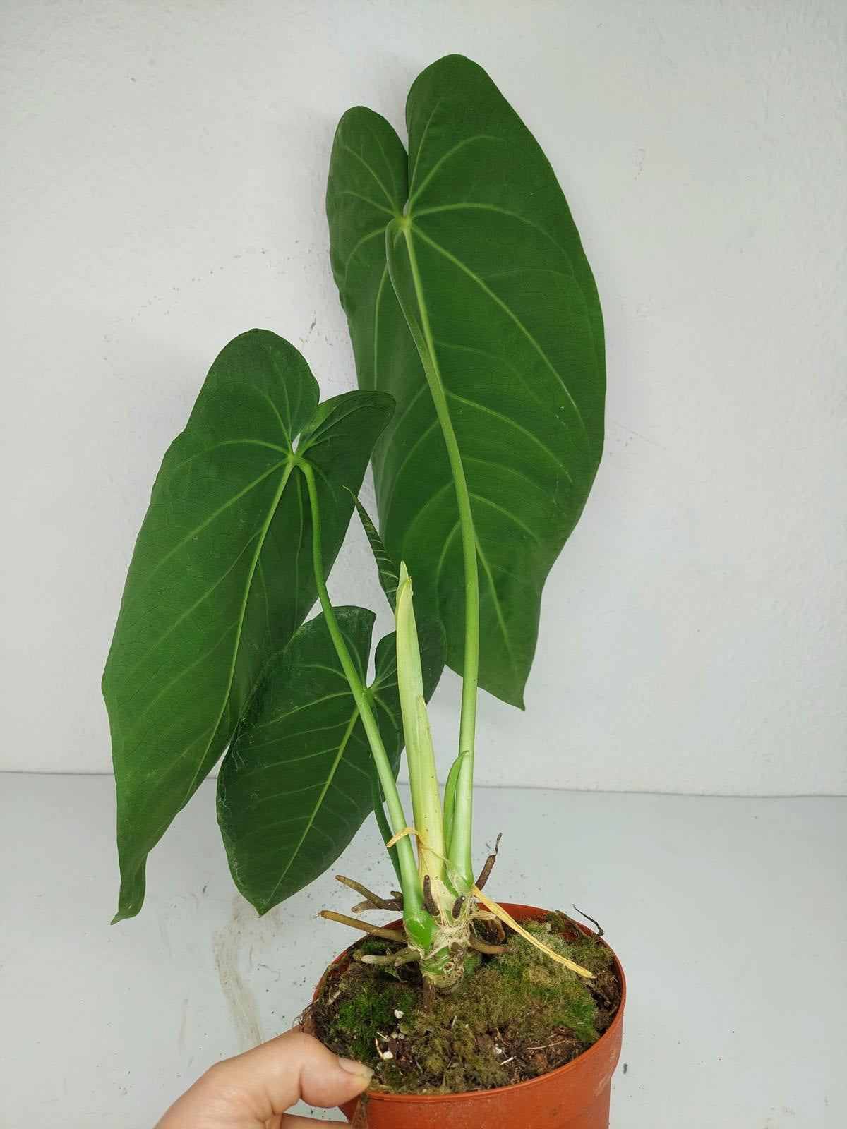 Anthurium Warocqueanum x Waterburyanum