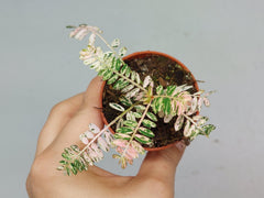 Phyllantus Urinaria Pink Variegata