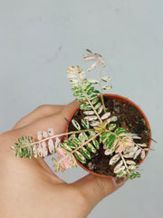 Phyllantus Urinaria Pink Variegata