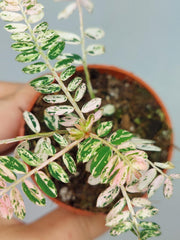 Phyllantus Urinaria Pink Variegata