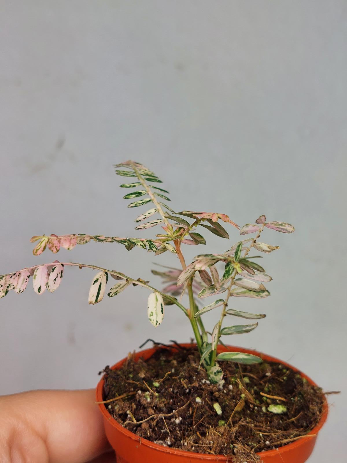 Phyllantus Urinaria Pink Variegata