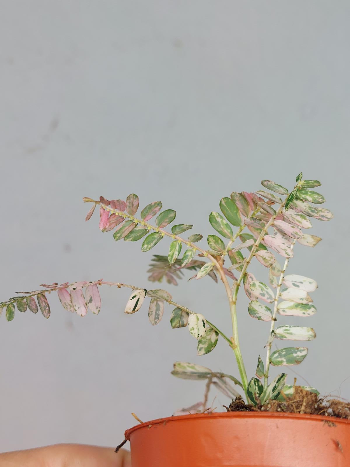Phyllantus Urinaria Pink Variegata