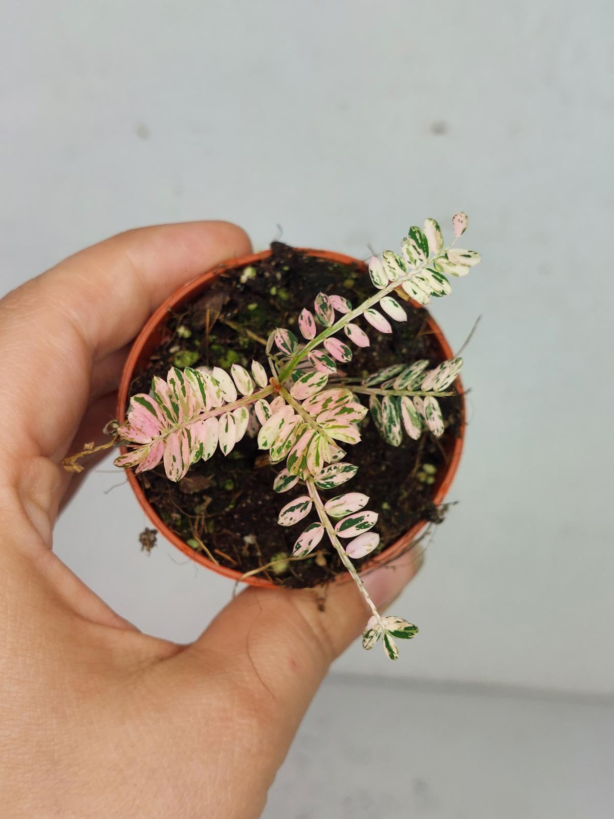 Phyllantus Urinaria Pink Variegata