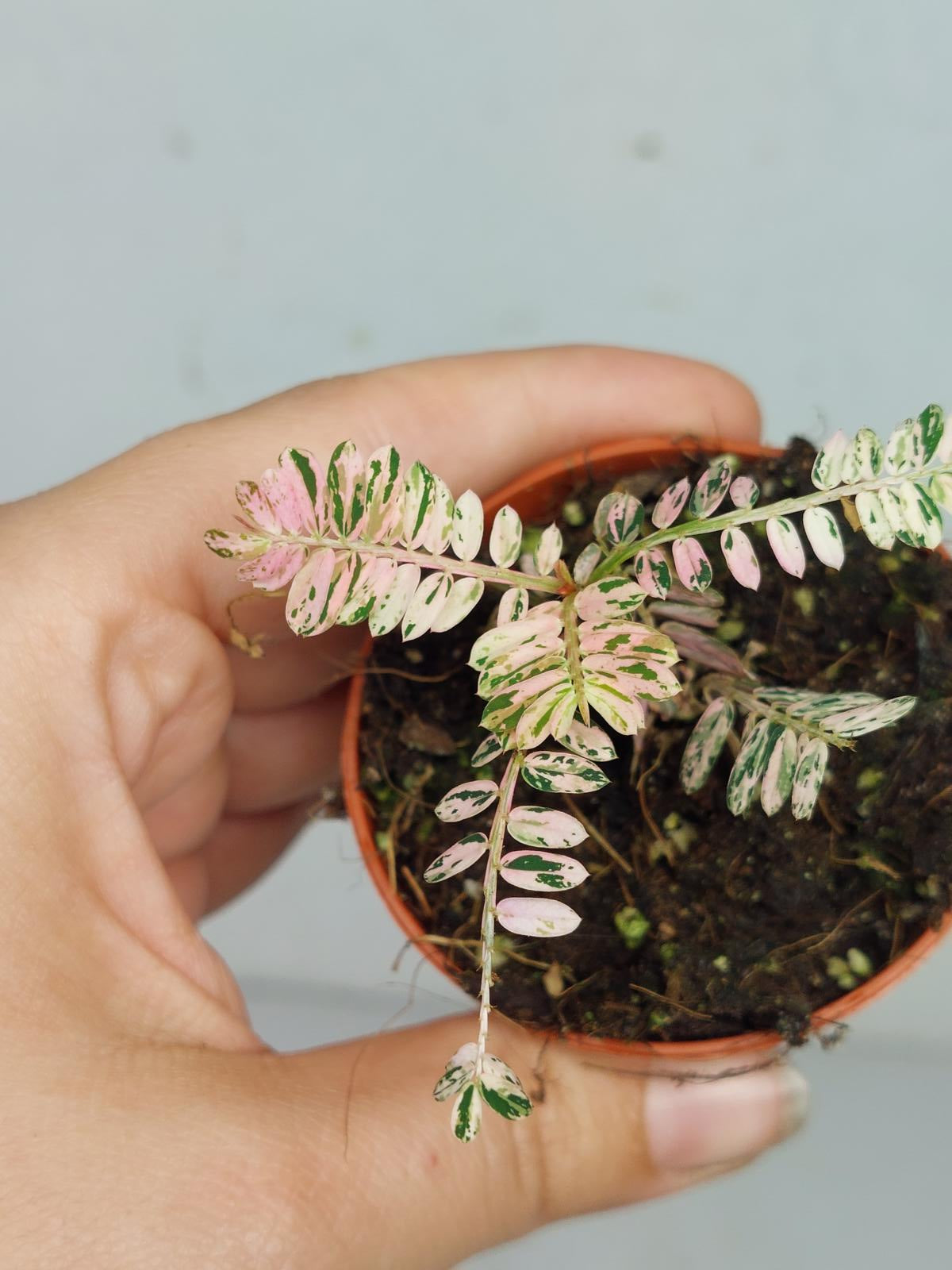 Phyllantus Urinaria Pink Variegata