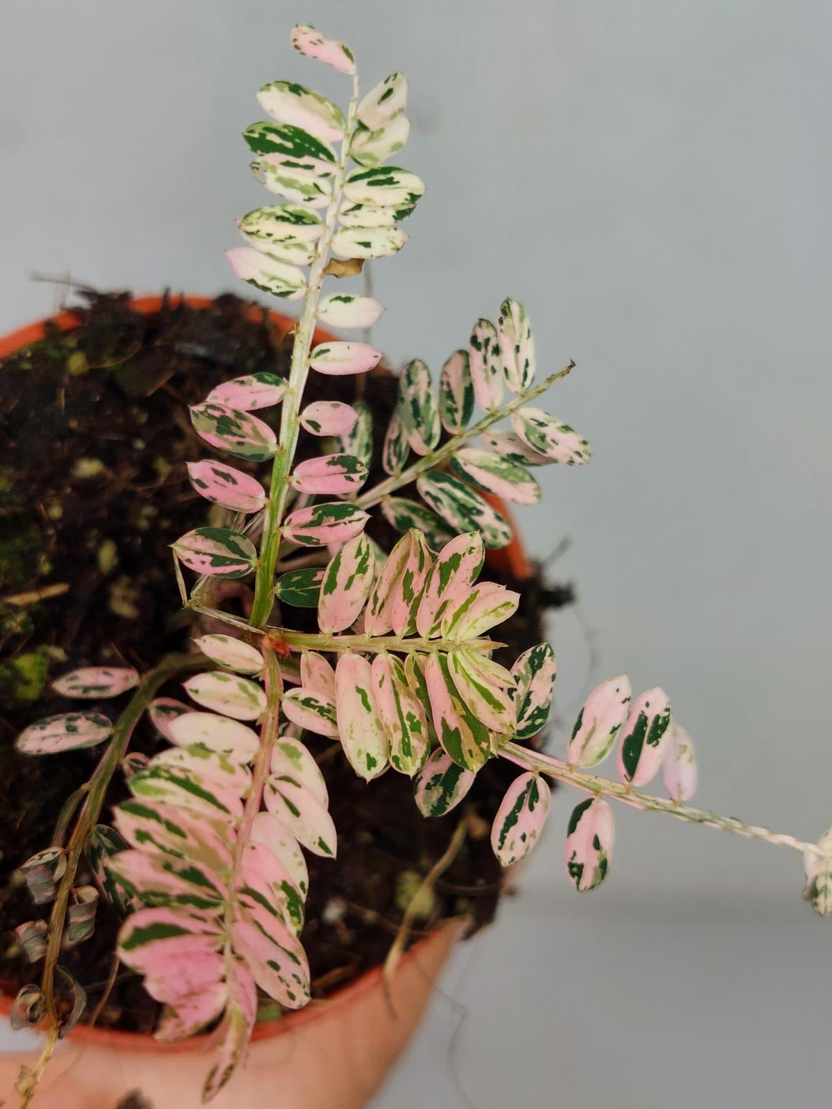 Phyllantus Urinaria Pink Variegata