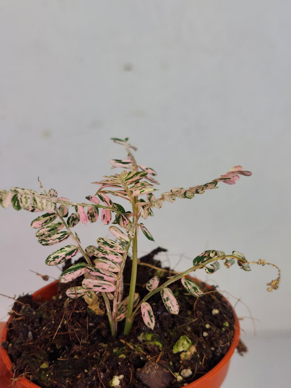 Phyllantus Urinaria Pink Variegata