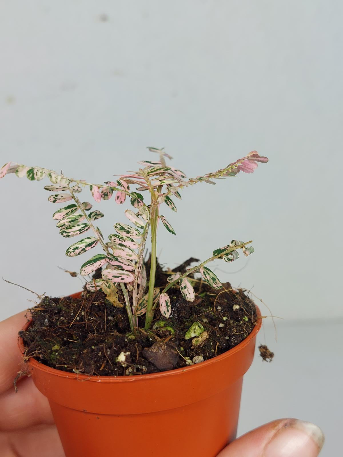 Phyllantus Urinaria Pink Variegata