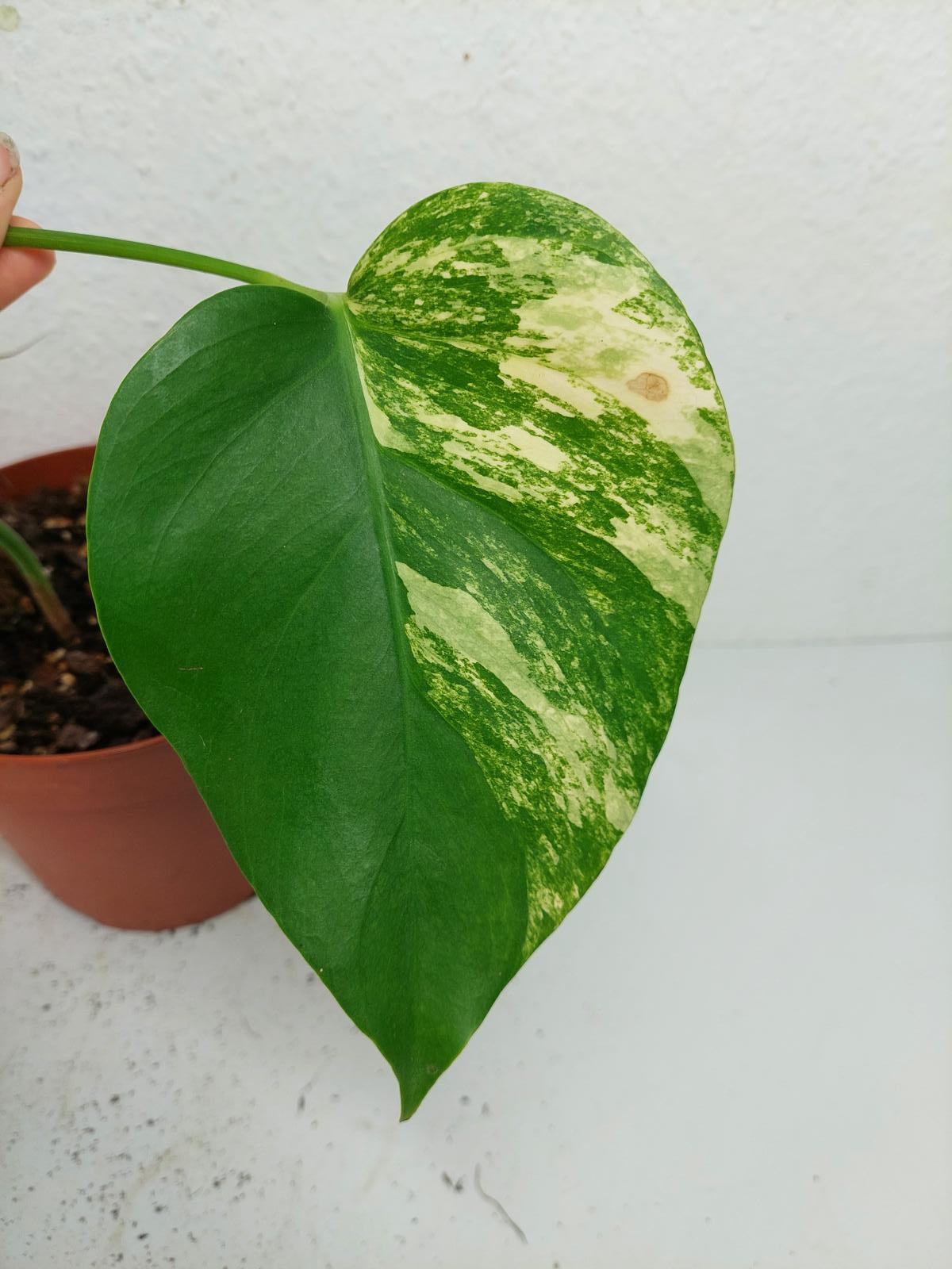 Monstera Aurea Stecklinge