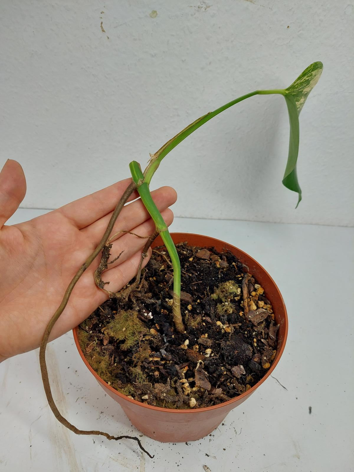 Monstera Aurea Stecklinge