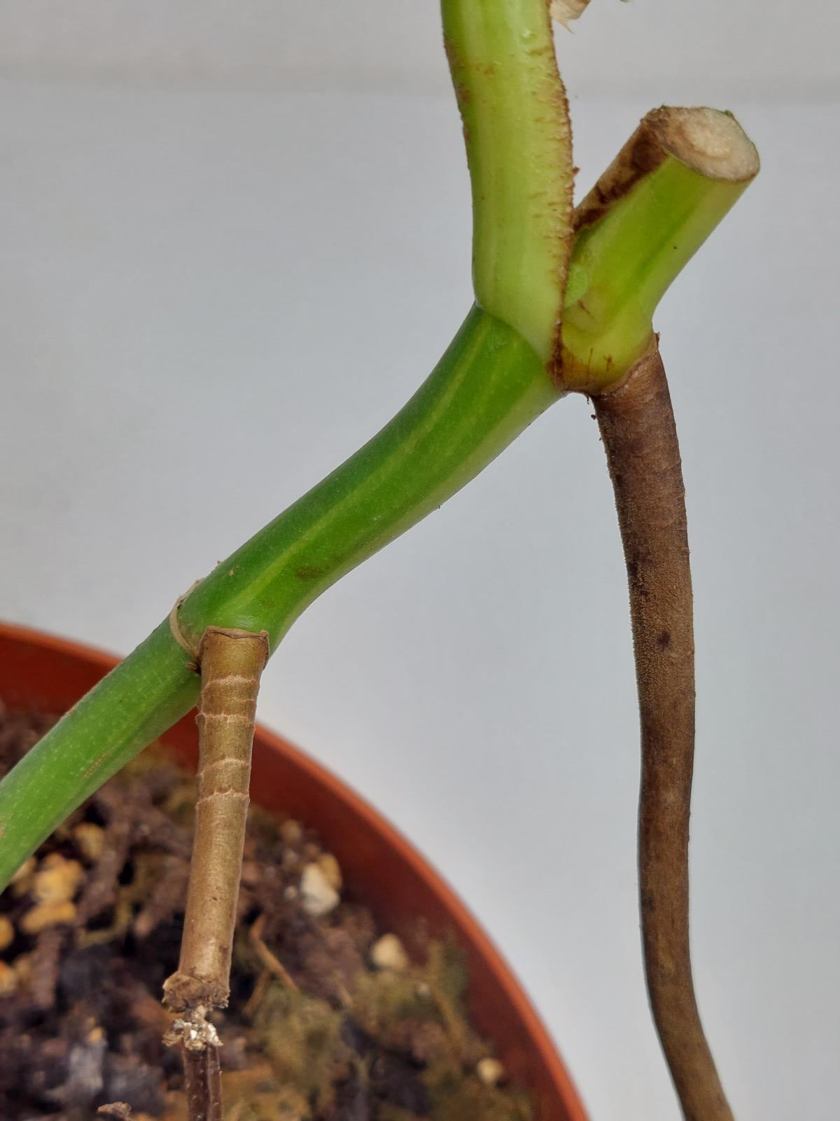 Monstera Aurea Stecklinge