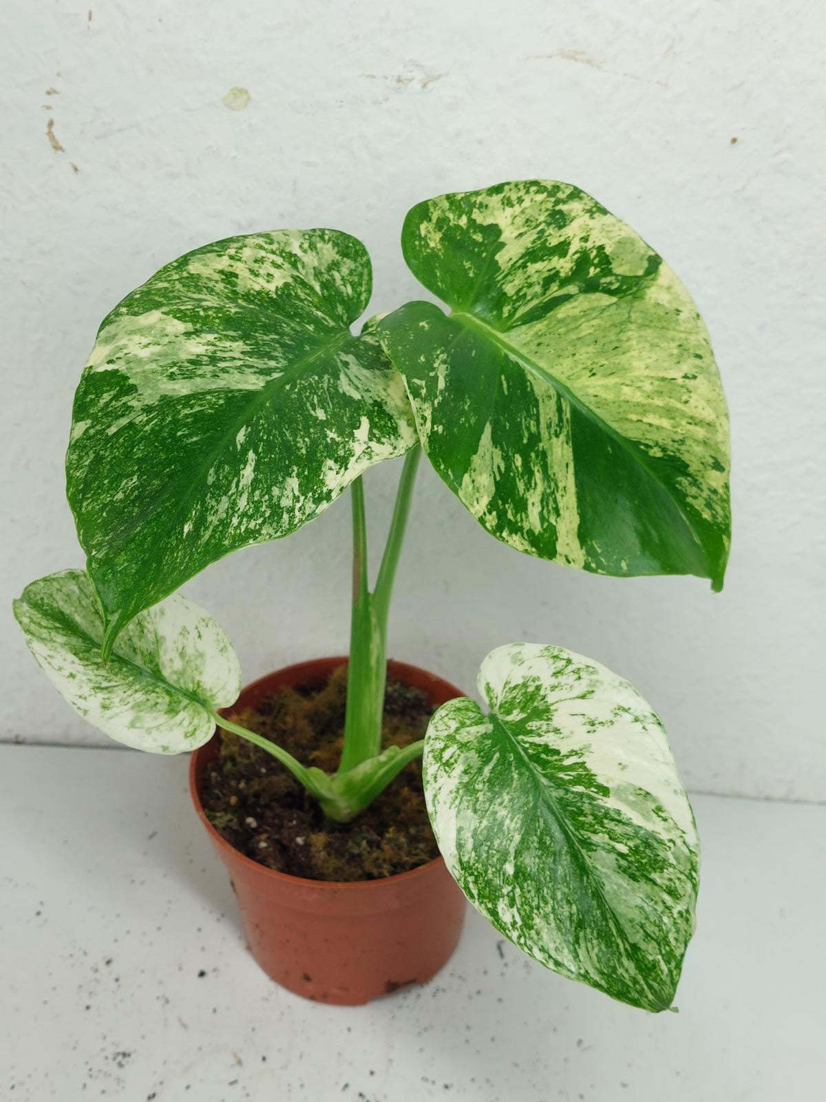Monstera Mint