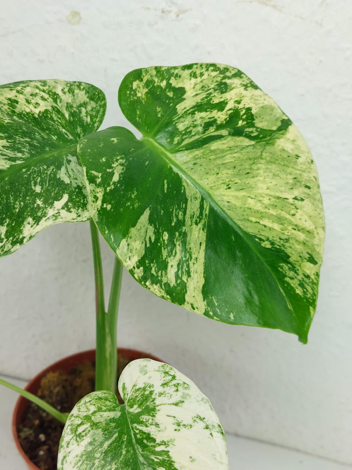 Monstera Mint