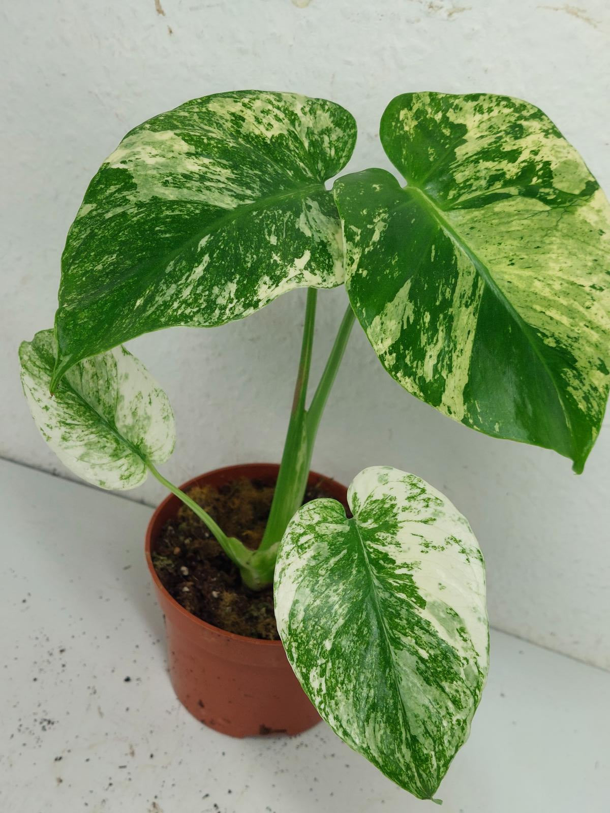 Monstera Mint