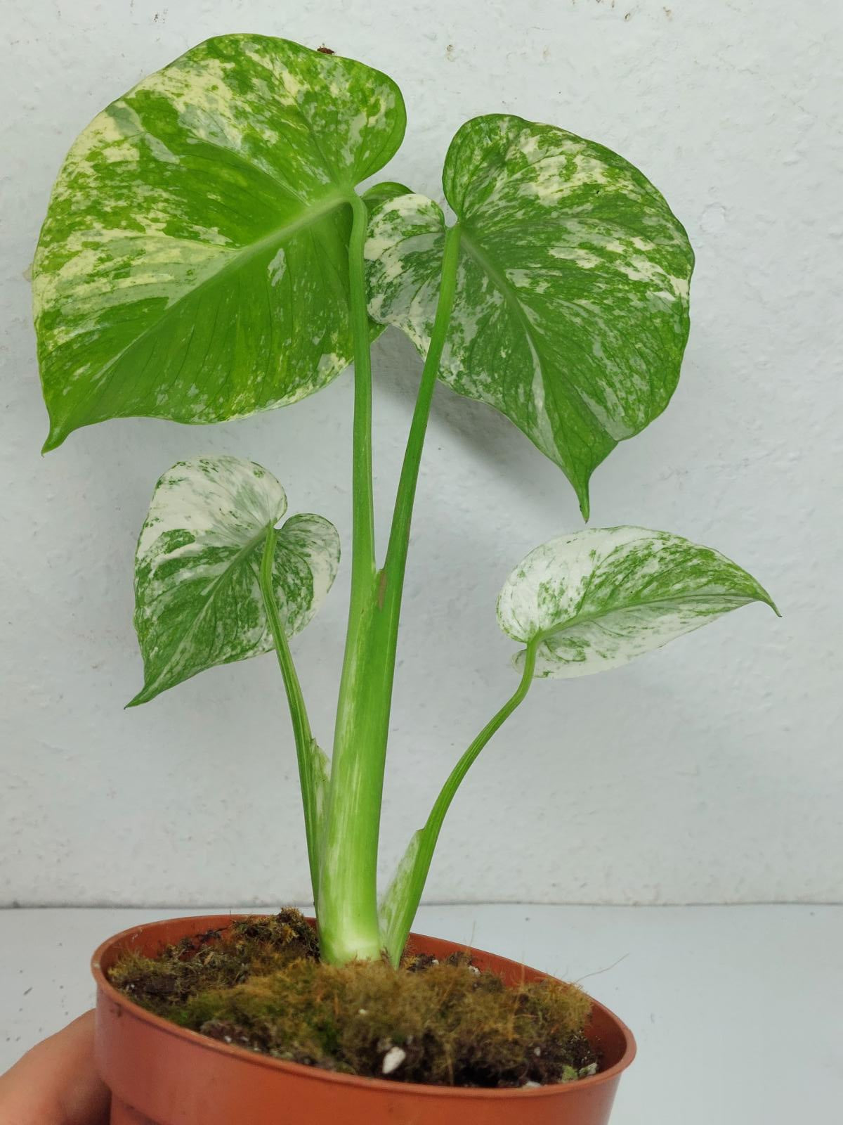 Monstera Mint