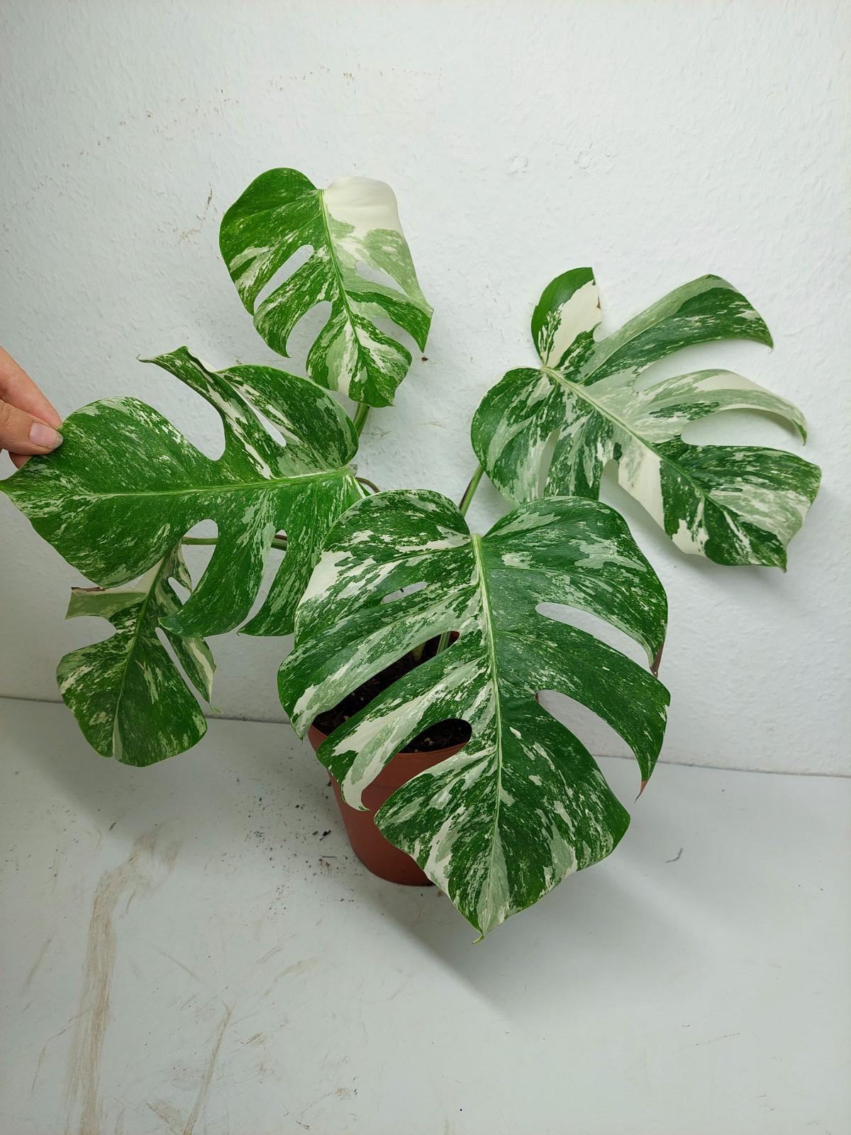 Sad Plants