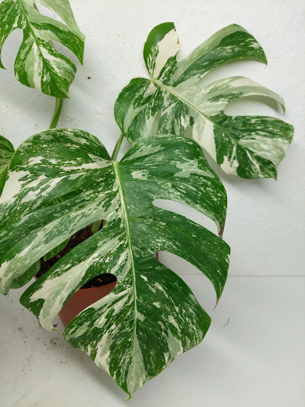 Sad Plants