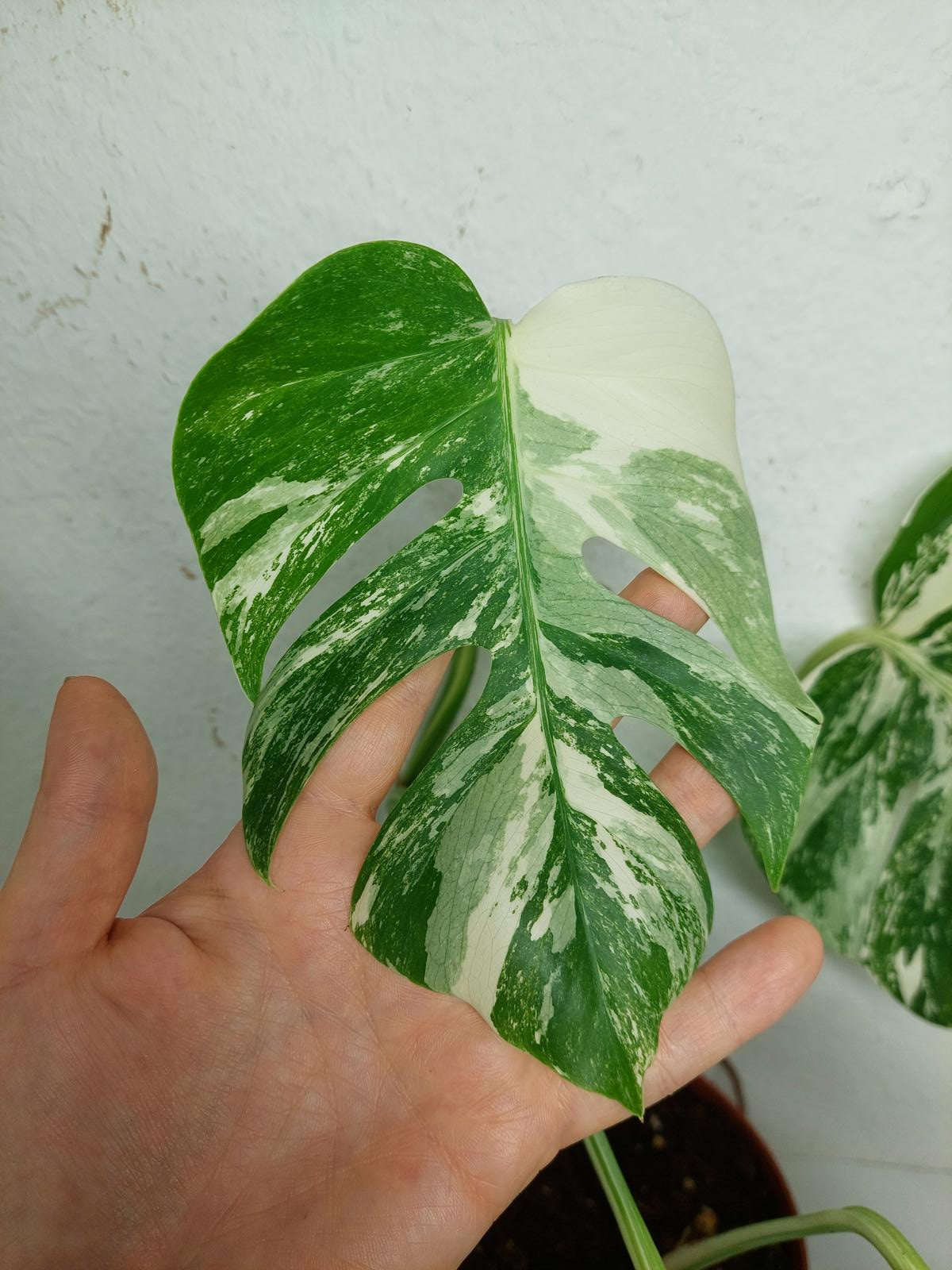 Sad Plants