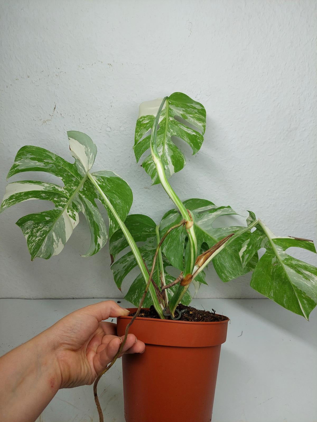 Sad Plants