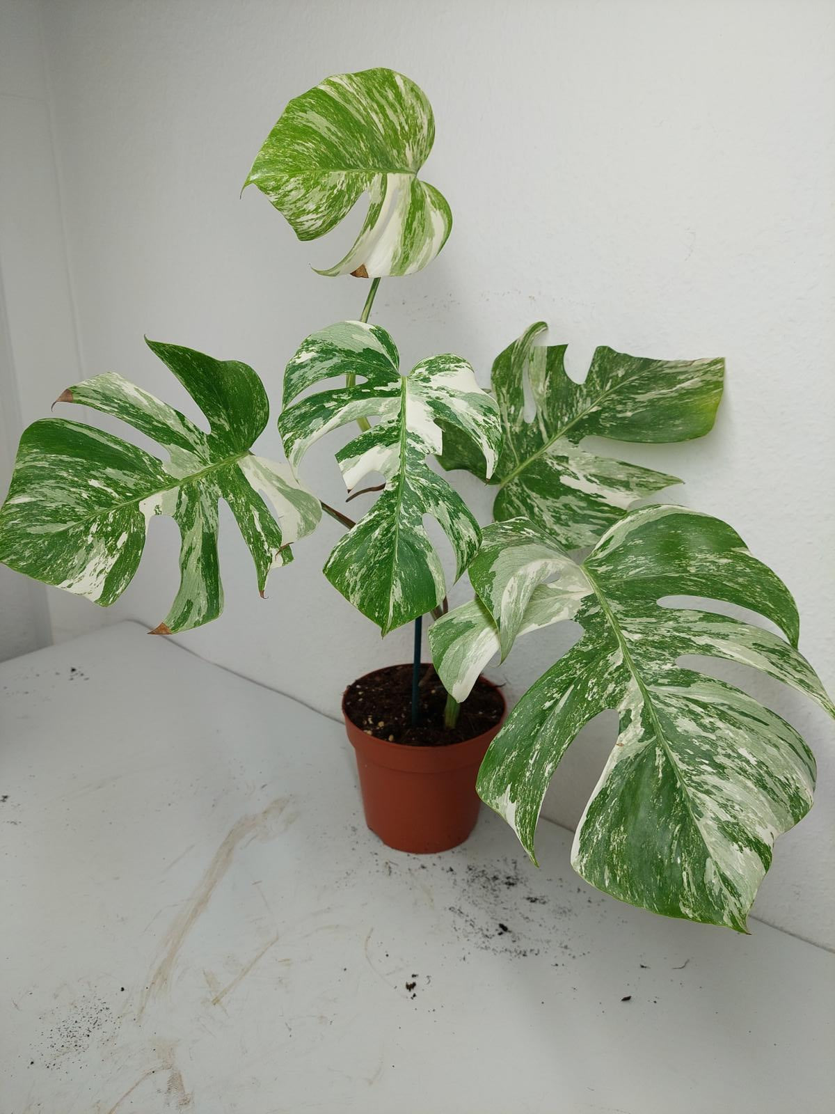 Sad Plants