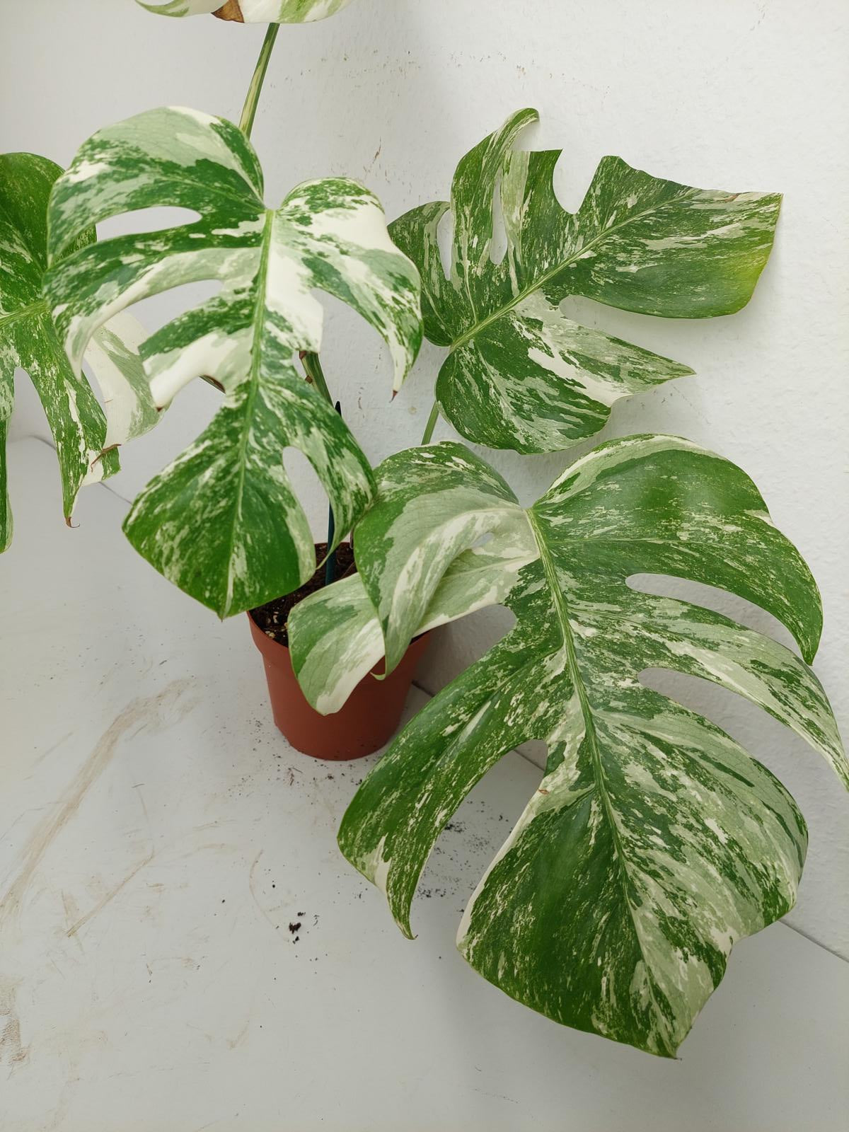 Sad Plants