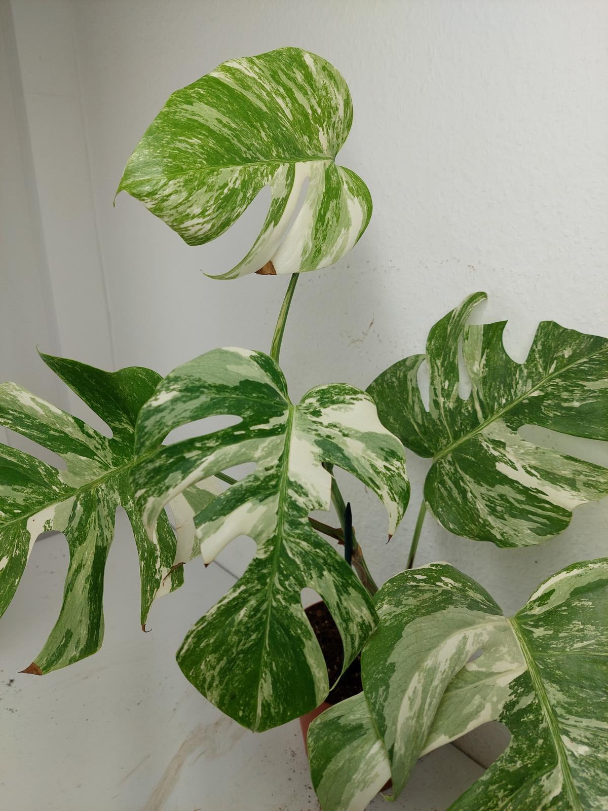 Sad Plants