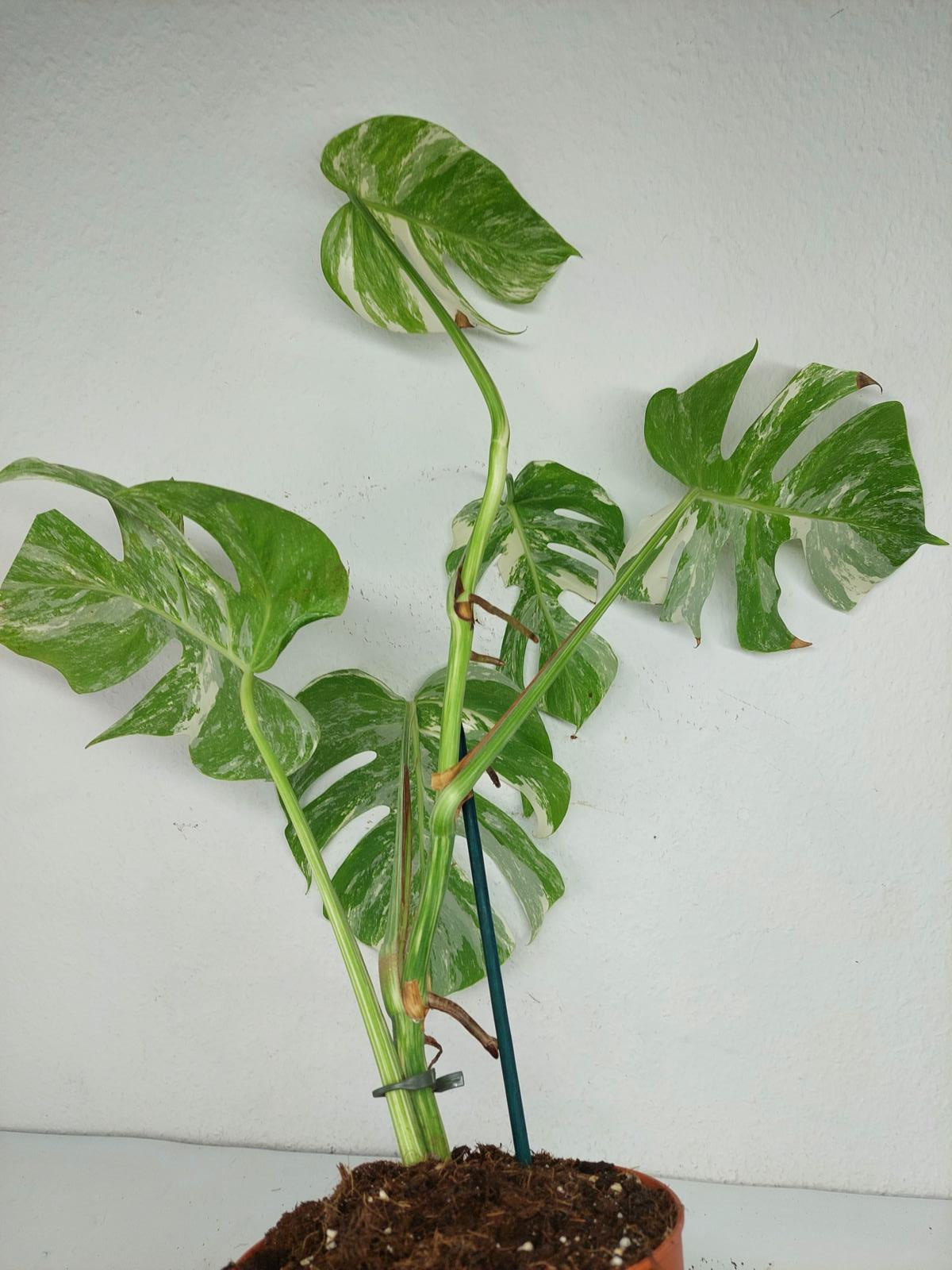 Sad Plants