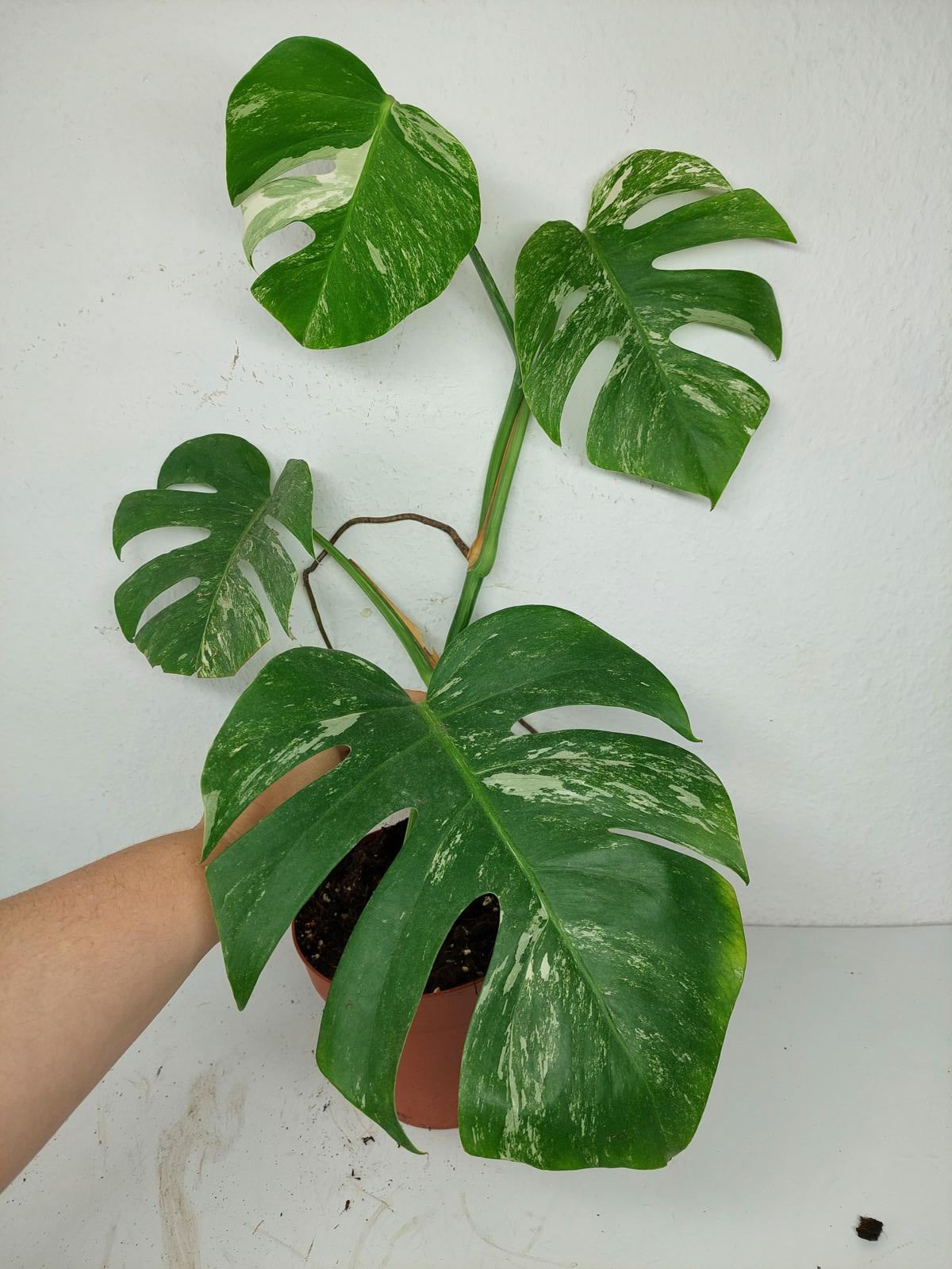 Sad Plants
