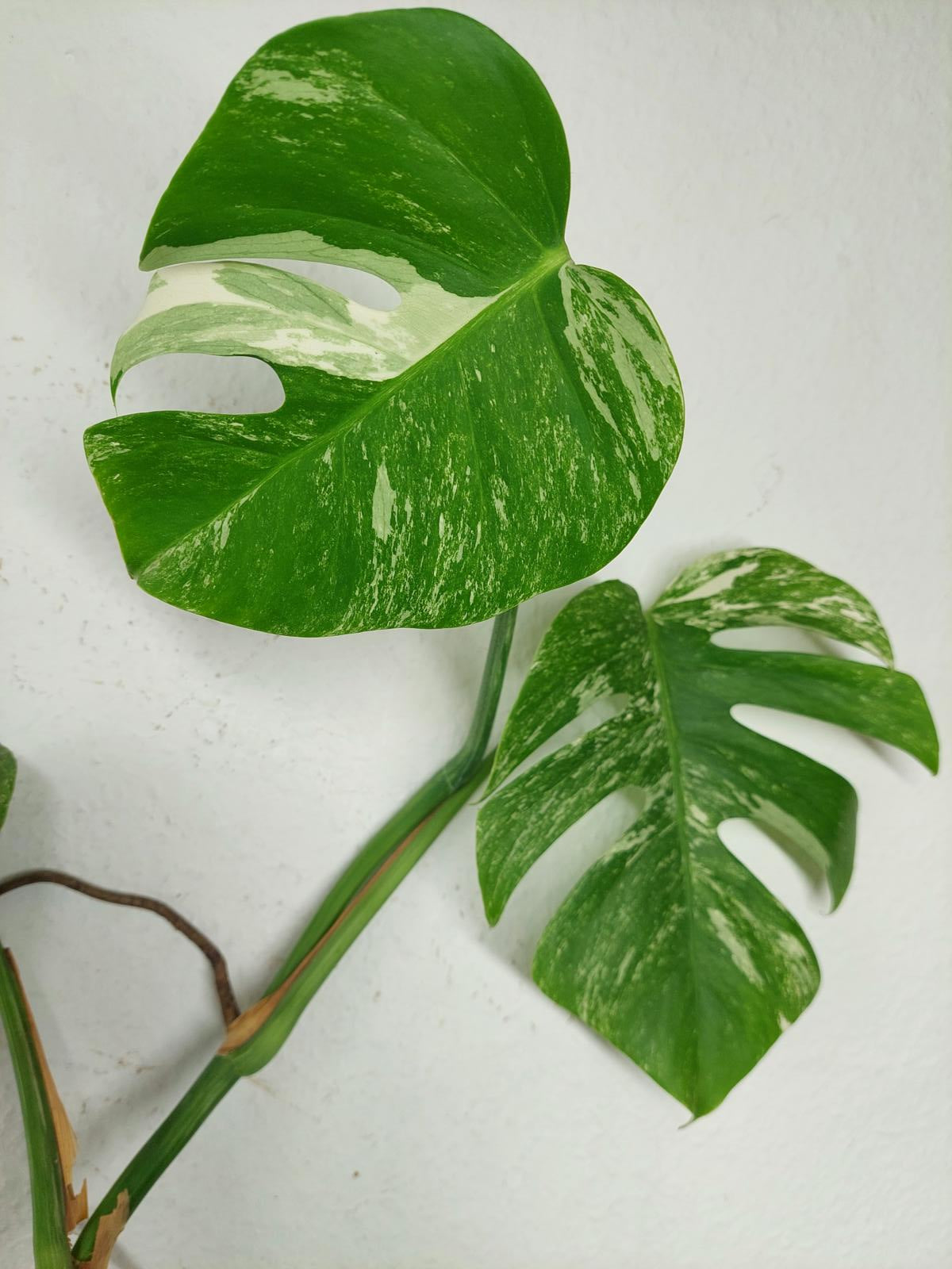 Sad Plants