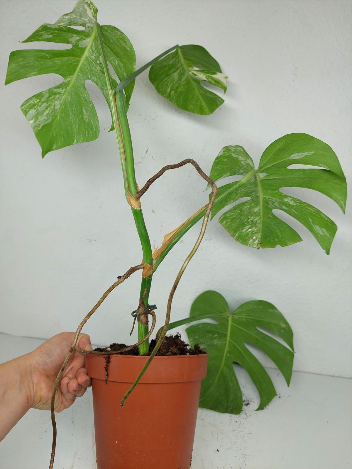 Sad Plants
