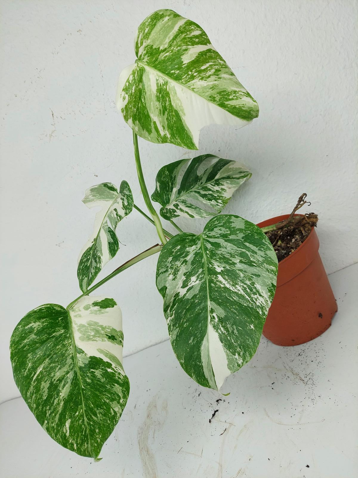 Sad Plants