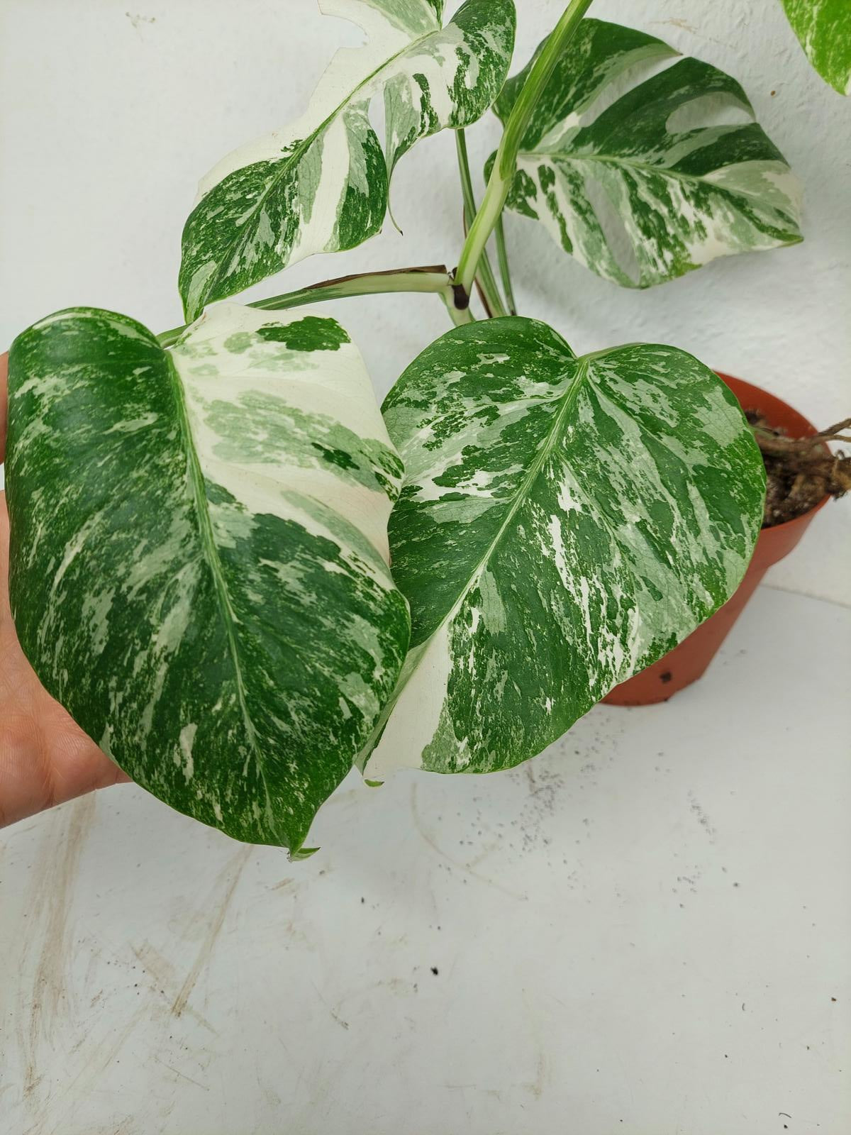 Sad Plants