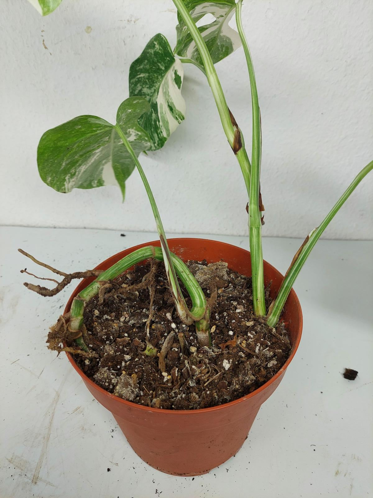 Sad Plants