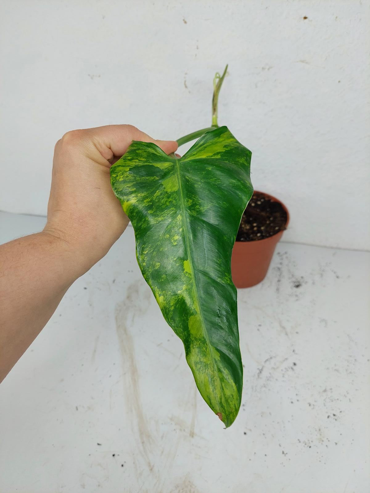 Sad Plants