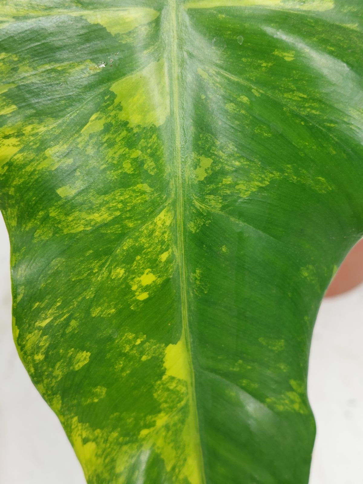 Sad Plants