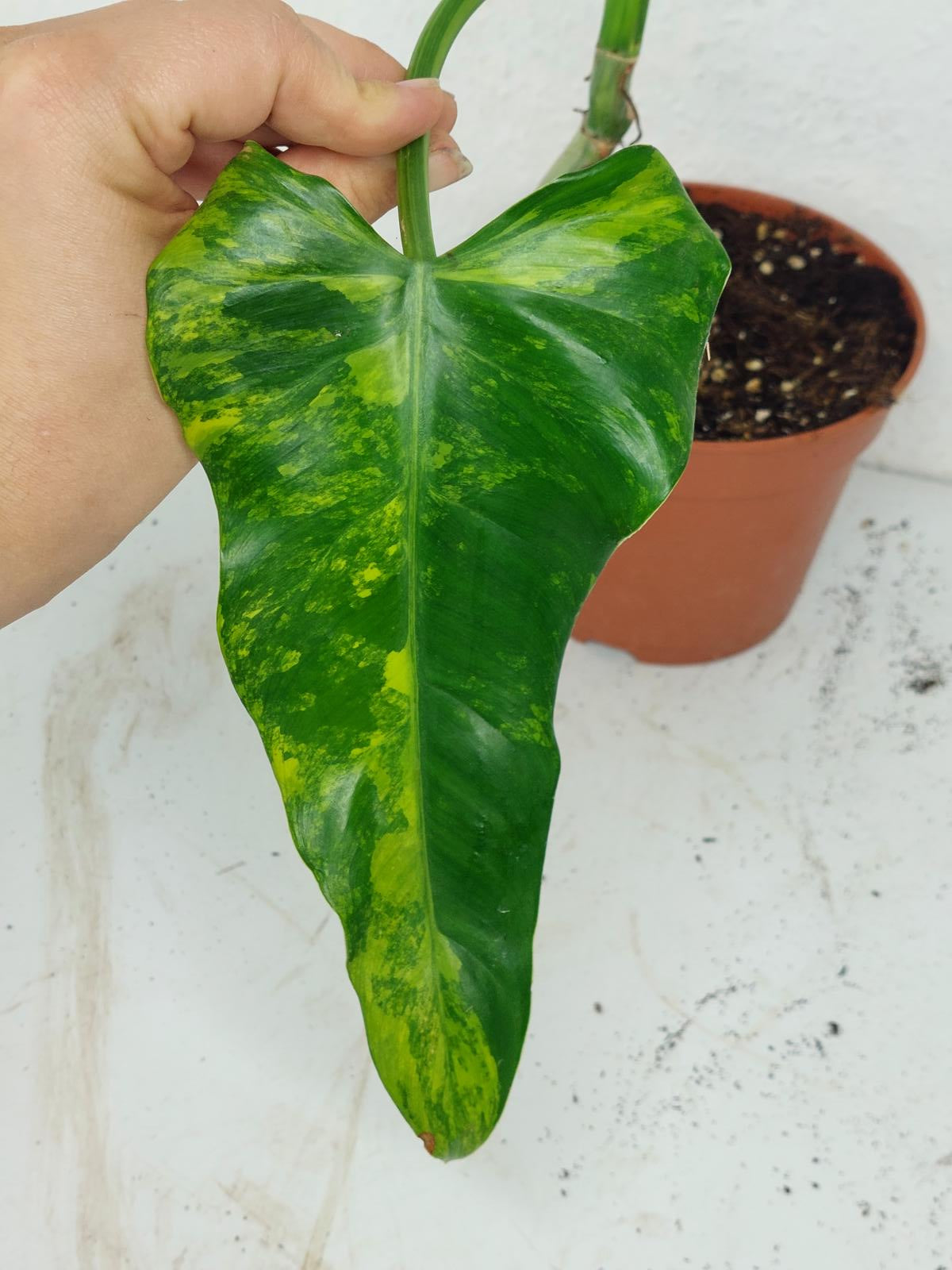Sad Plants