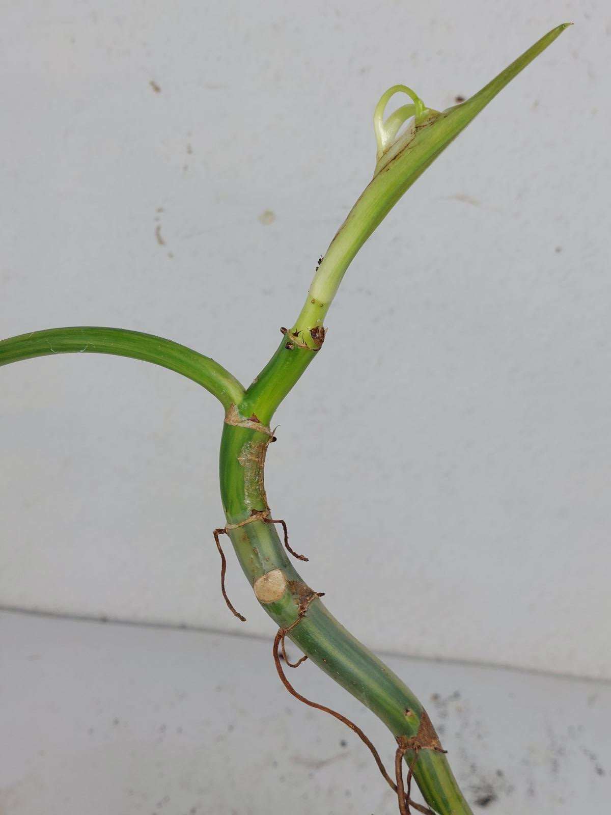 Sad Plants