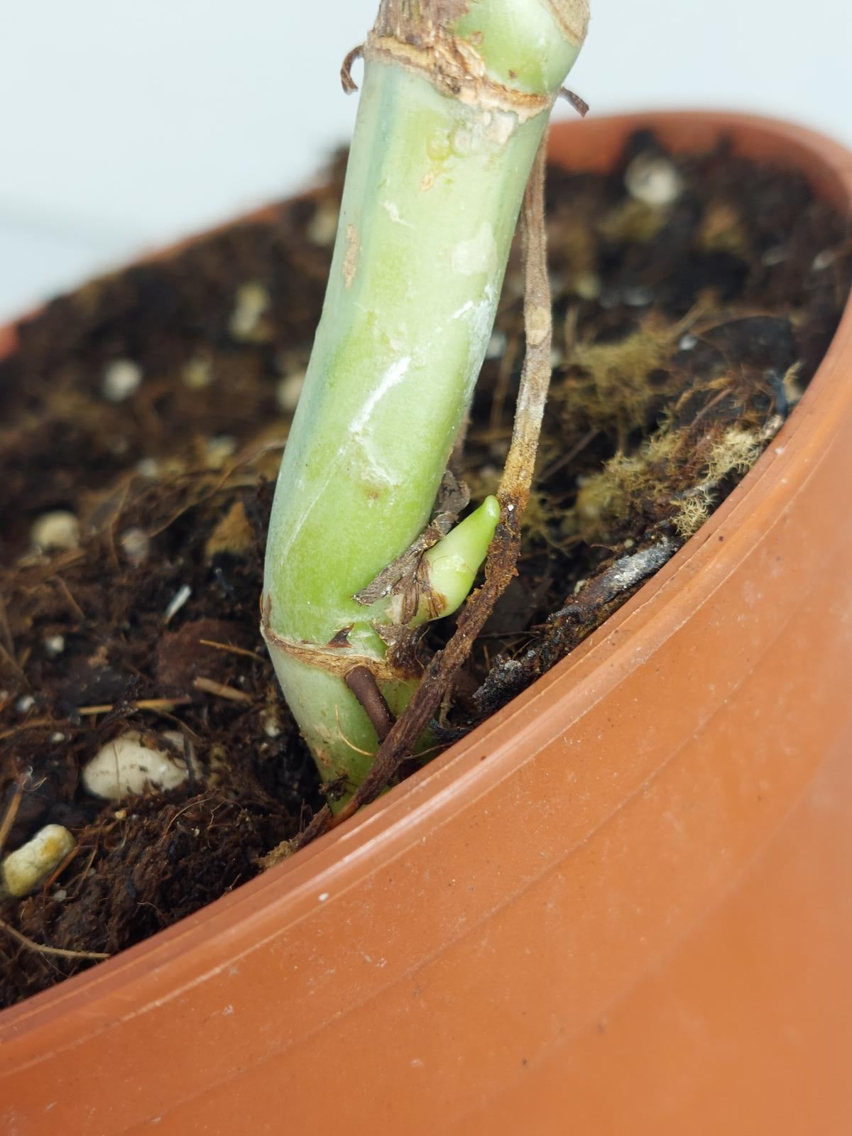 Sad Plants