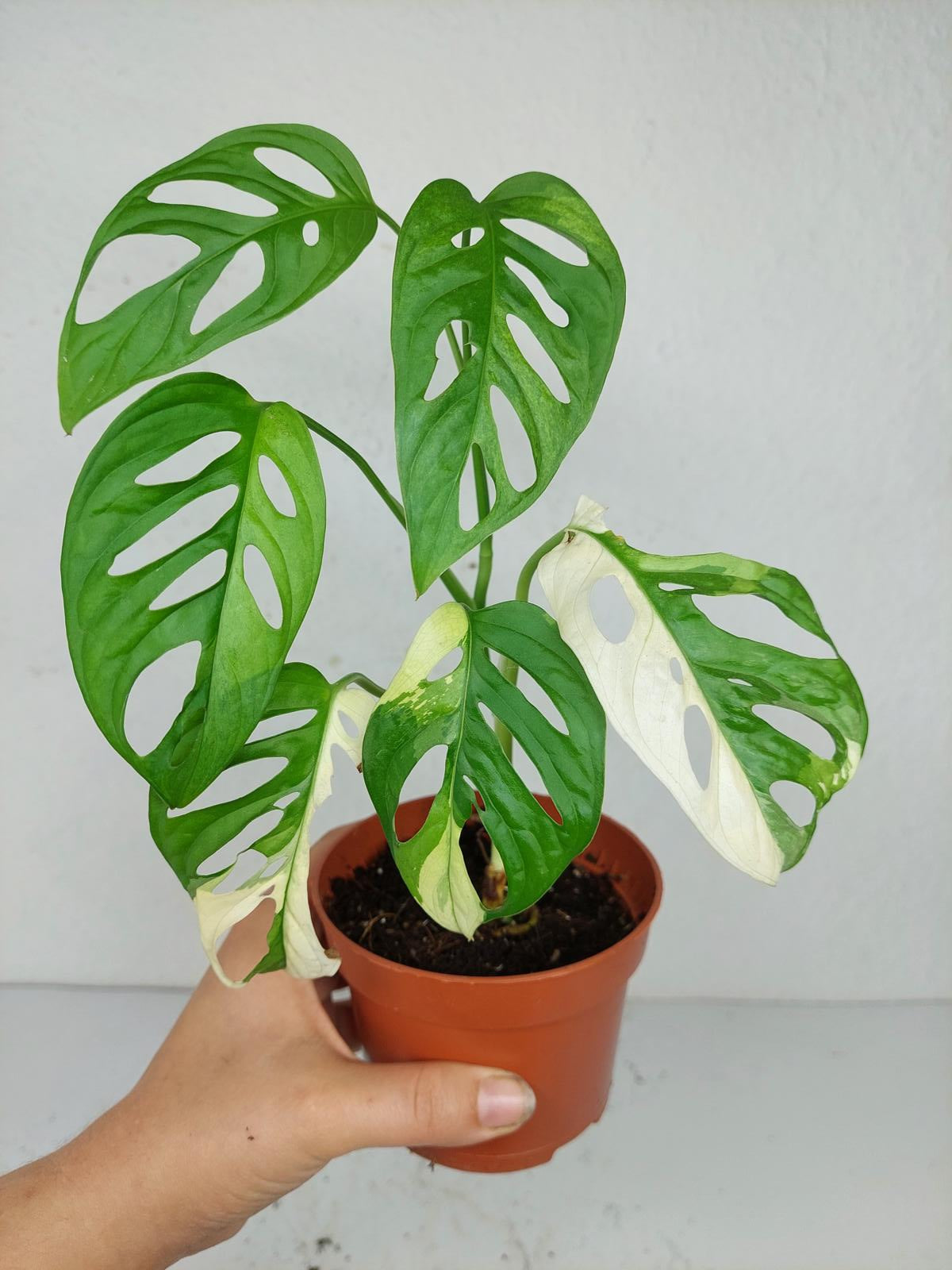 Sad Plants
