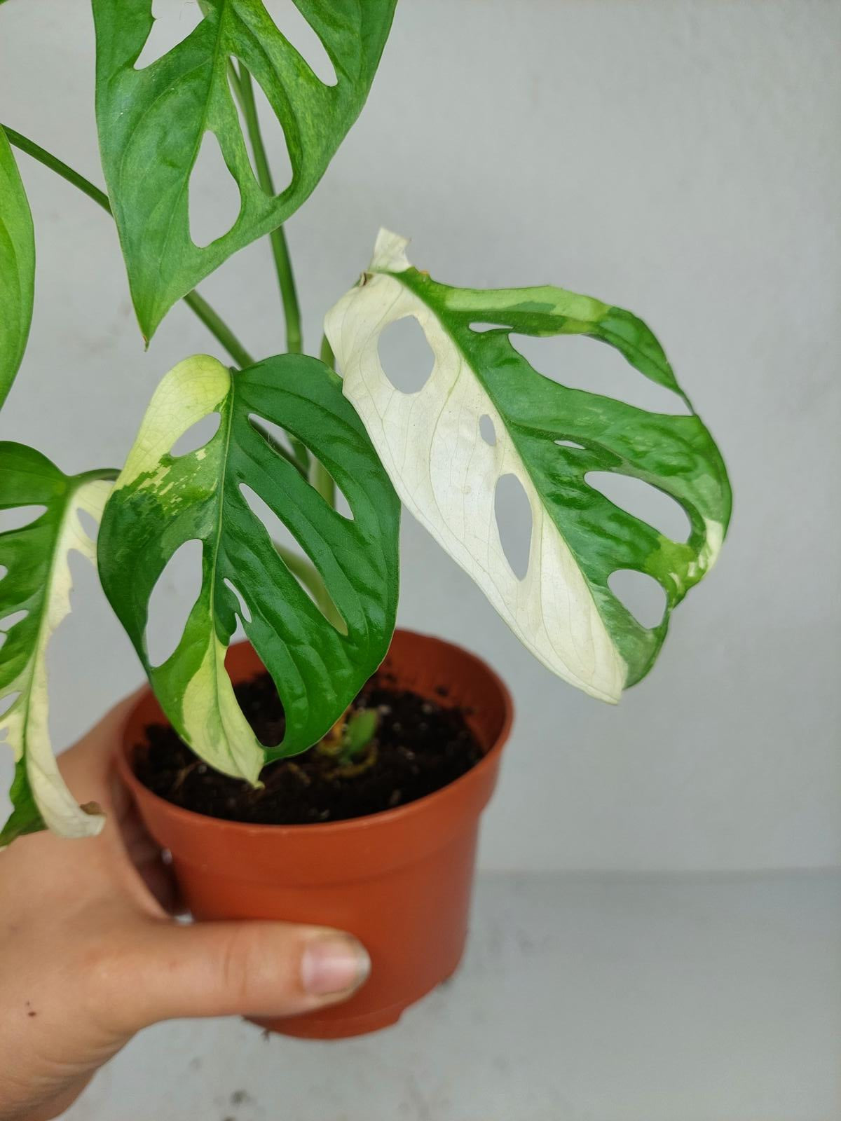 Sad Plants