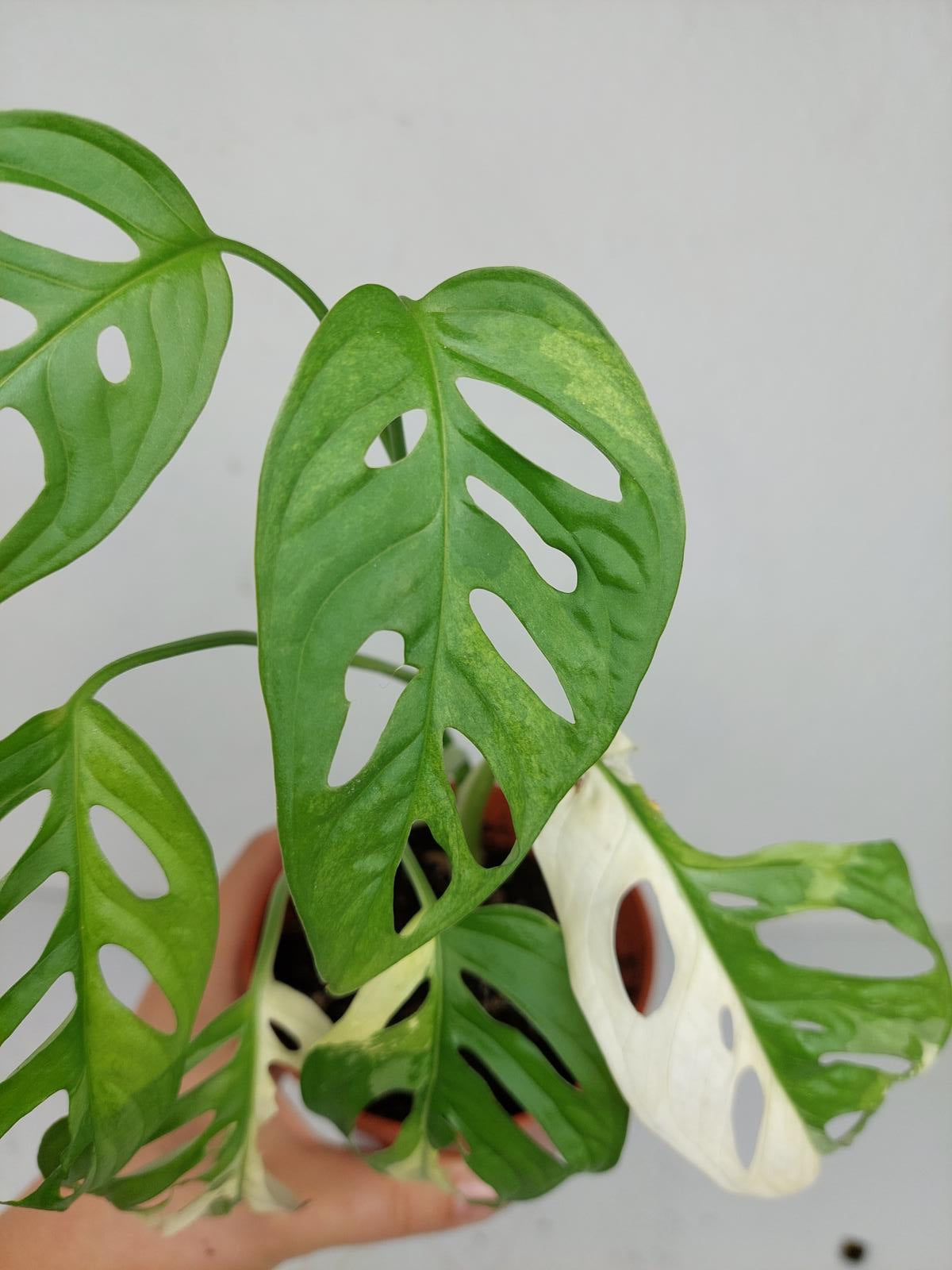 Sad Plants