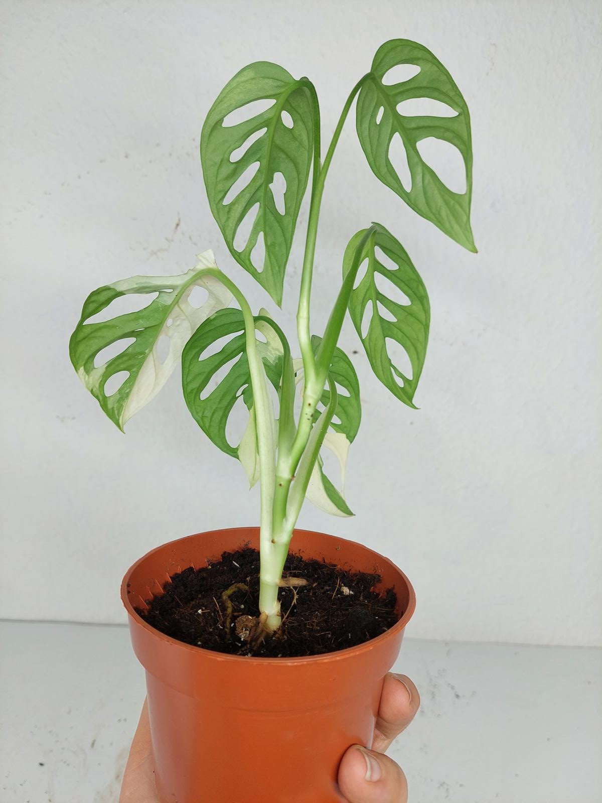 Sad Plants