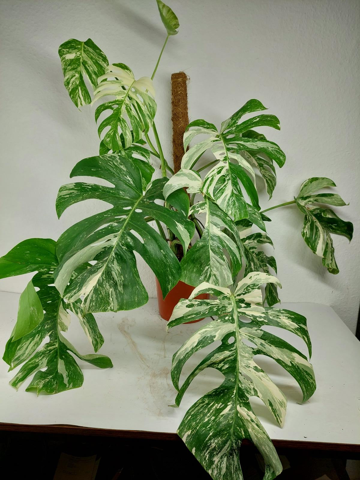 Sad Plants