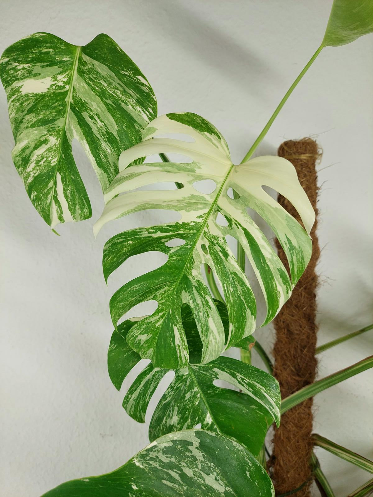 Sad Plants