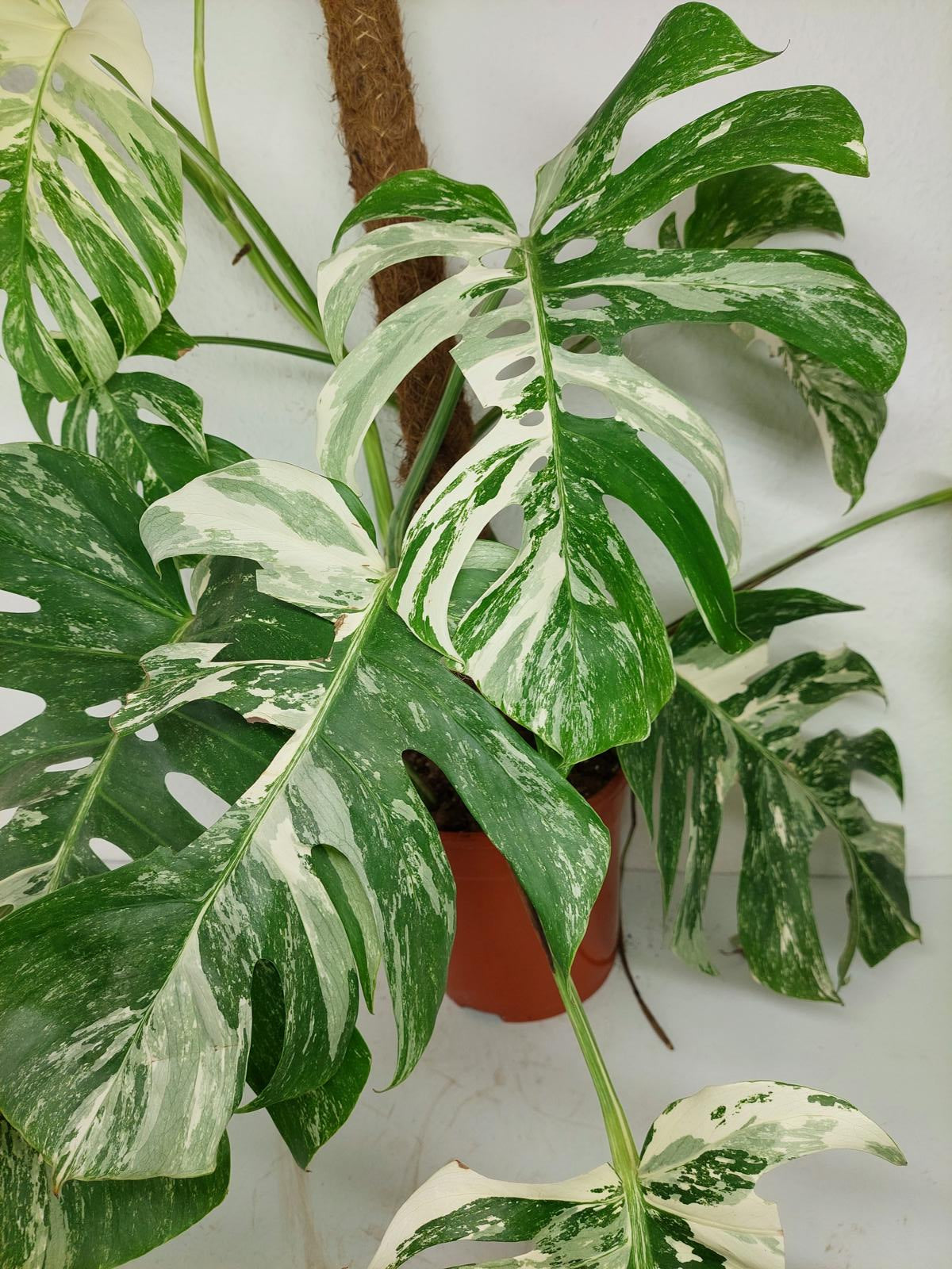 Sad Plants