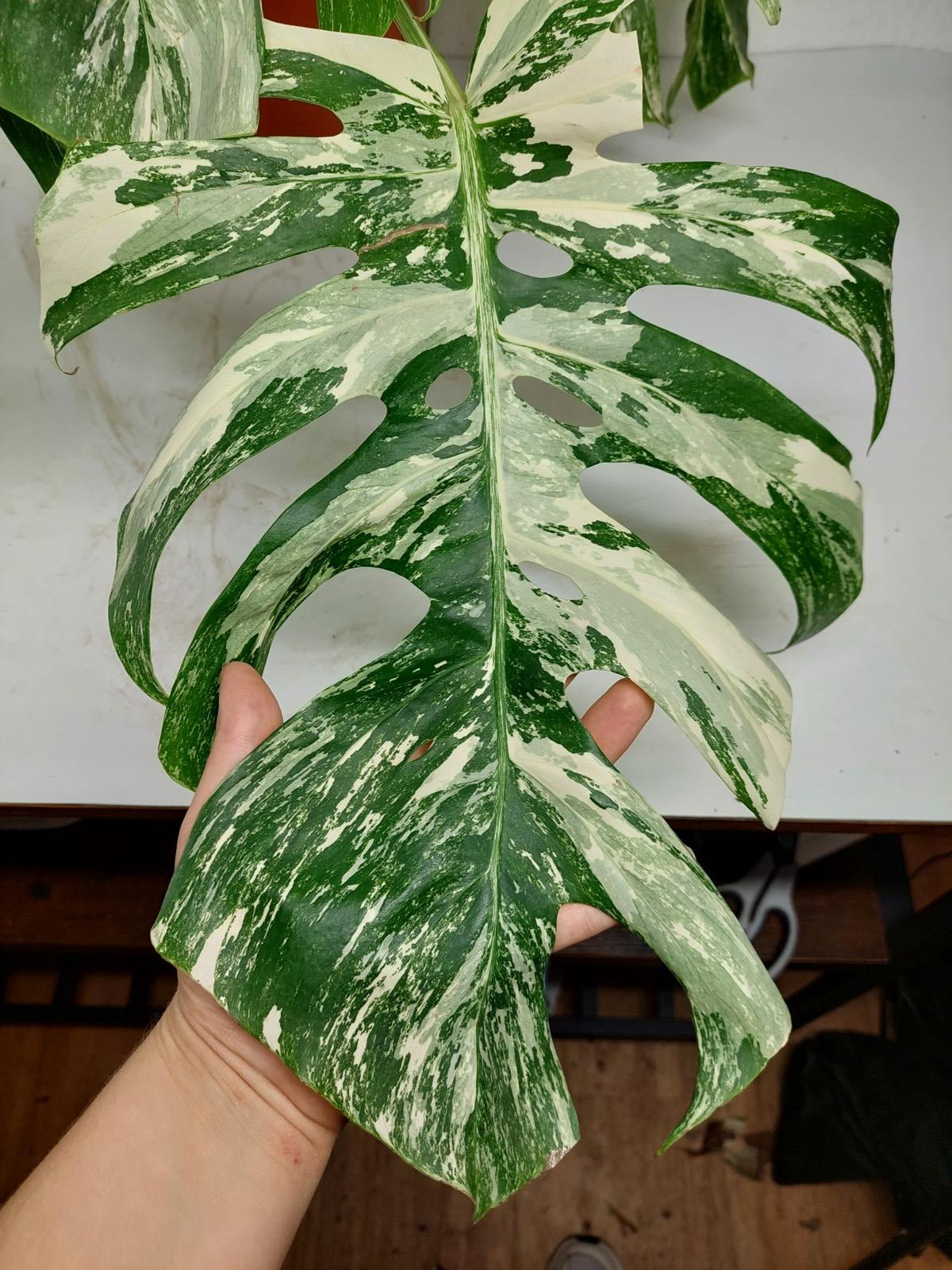 Sad Plants