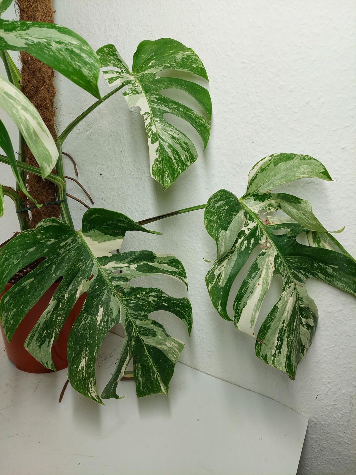 Sad Plants
