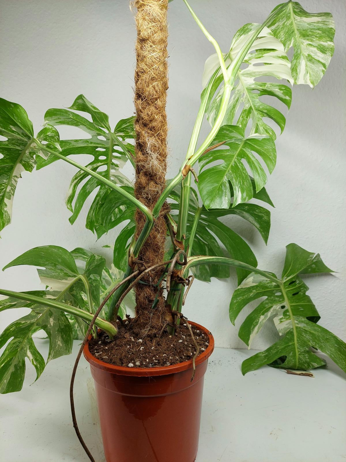 Sad Plants